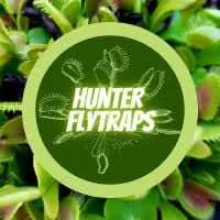 Hunter Flytraps