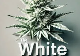 Royal King Seeds